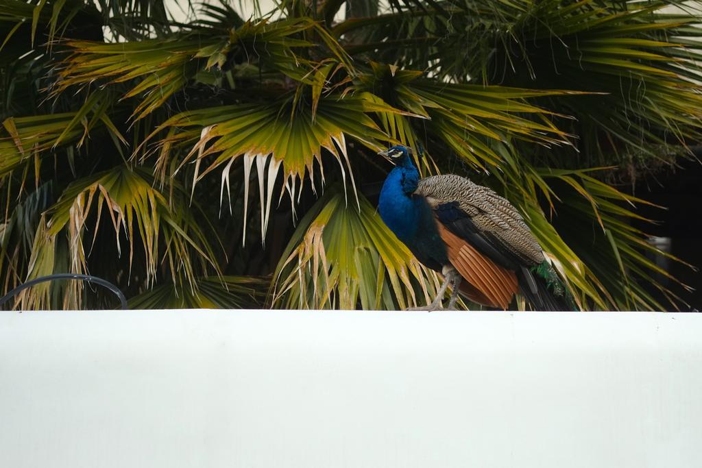 The Late Birds - Gay Urban 4* Lissabon